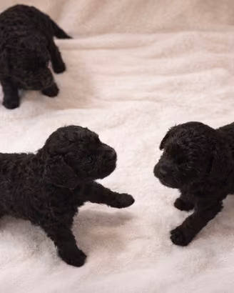 Cucciolata di Maltipoo