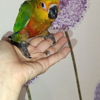 Conuri jandaya e conuri del sole