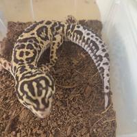 Geco leopardino