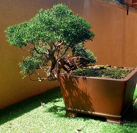 Bonsai Shoin Ginepro Kishu 