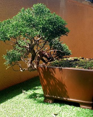 Bonsai Shoin Ginepro Kishu 