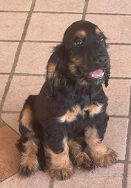 Cocker spaniel inglese