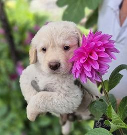 Dolcissima cucciola in adozione