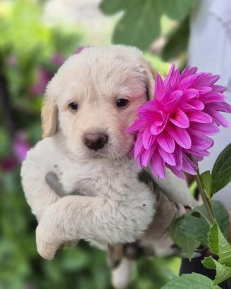 Dolcissima cucciola in adozione