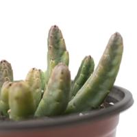 Pianta vera di stapelia obducta fiori vellutati