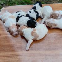 Cuccioli di breton con pedigree