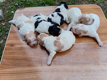 Cuccioli di breton con pedigree