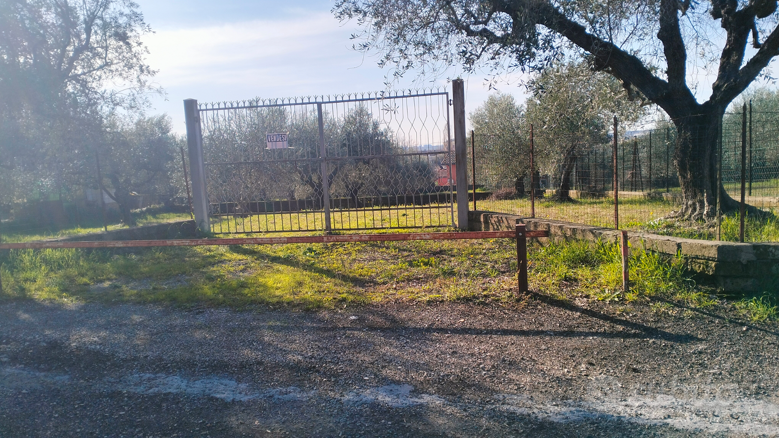 Terreno agricolo con ulivi - Vista 5