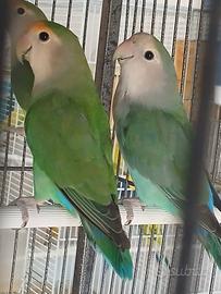 Inseparabili