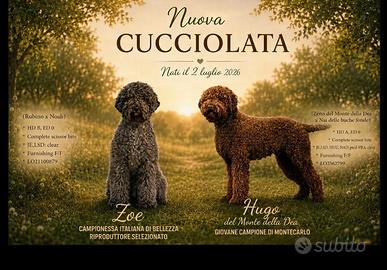 Lagotto Romagnolo