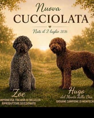 Lagotto Romagnolo