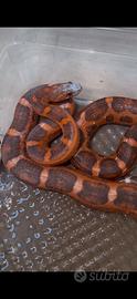 Serpente del grano