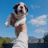 Bulldog Francese