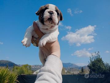 Bulldog Francese