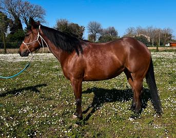 NON PIÙ DISPONIBILE Cavalla Quarter horse
