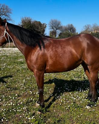 NON PIÙ DISPONIBILE Cavalla Quarter horse