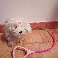 Cagnolina bianca che abbaia e con la luce