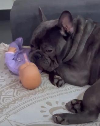 Buldog francese