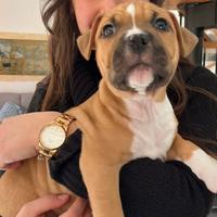 CUCCIOLO amstaff
