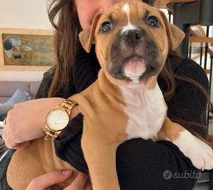 CUCCIOLO amstaff