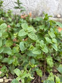 Menta