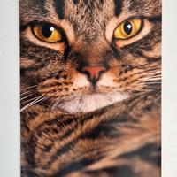 Stampa fotografica 15×20 cm – Ritratto di gatto