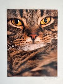 Stampa fotografica 15×20 cm – Ritratto di gatto