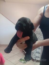 Presa Dogo canario 
