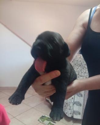 Presa Dogo canario 