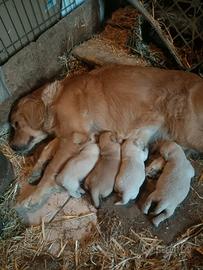 Golden retriever cuccioli