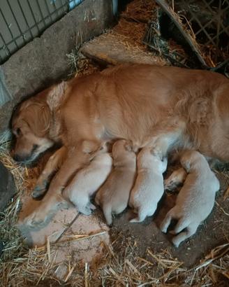 Golden retriever cuccioli