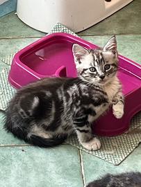 Maine coon incrocio Scottish fold