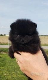 Spitz pomerania mini