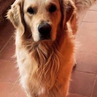 Golden retriever disponibile per monta