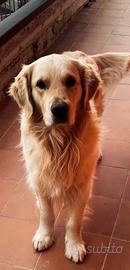Golden retriever disponibile per monta