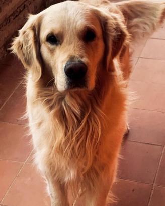 Golden retriever disponibile per monta