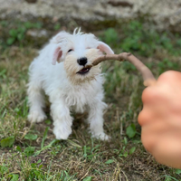Cuccioli schnauzer nano bianco