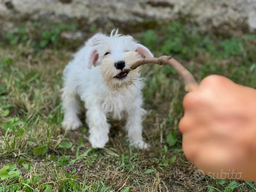 Cuccioli schnauzer nano bianco