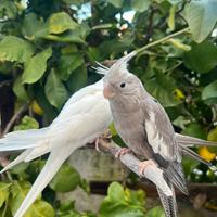 Calopsite allevate a mano