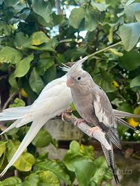 Calopsite allevate a mano