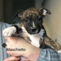 Cuccioli American Staffordshire Amstaff LOMBARDIA