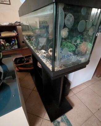 acquario