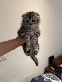 Gatti scotisch fold