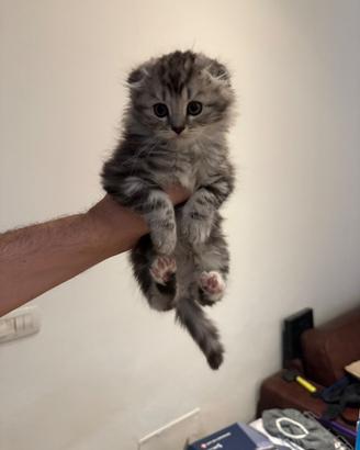 Gatti scotisch fold