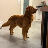 Golden retriever per monta