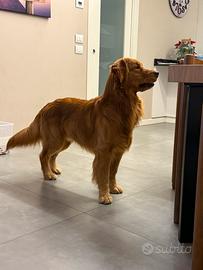 Golden retriever americano