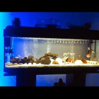 acquario 100lt 