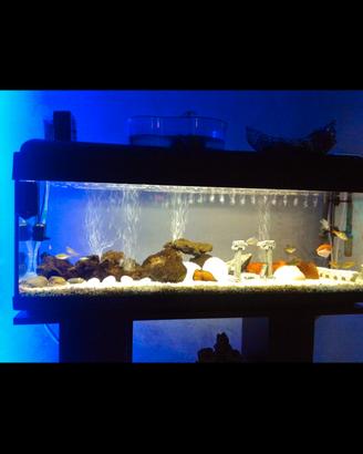 acquario 100lt 