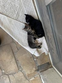 Dolcissimi cuccioli di gatto abituati a lettiera