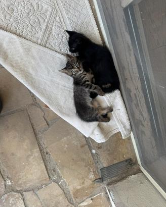 Dolcissimi cuccioli di gatto abituati a lettiera